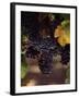 Cabernet Sauvignon Grapes in Vineyard, Wine Country, California, USA-null-Framed Photographic Print