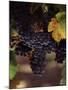 Cabernet Sauvignon Grapes in Vineyard, Wine Country, California, USA-null-Mounted Photographic Print