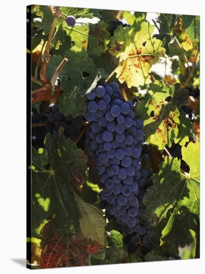 Cabernet Sauvignon Grapes in Vineyard, Wine Country, California, USA-null-Stretched Canvas