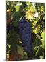 Cabernet Sauvignon Grapes in Vineyard, Wine Country, California, USA-null-Mounted Premium Photographic Print