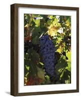 Cabernet Sauvignon Grapes in Vineyard, Wine Country, California, USA-null-Framed Photographic Print