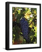 Cabernet Sauvignon Grapes in Vineyard, Wine Country, California, USA-null-Framed Photographic Print