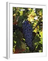 Cabernet Sauvignon Grapes in Vineyard, Wine Country, California, USA-null-Framed Photographic Print