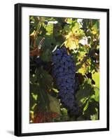 Cabernet Sauvignon Grapes in Vineyard, Wine Country, California, USA-null-Framed Photographic Print