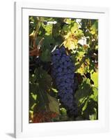 Cabernet Sauvignon Grapes in Vineyard, Wine Country, California, USA-null-Framed Photographic Print