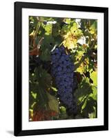 Cabernet Sauvignon Grapes in Vineyard, Wine Country, California, USA-null-Framed Photographic Print