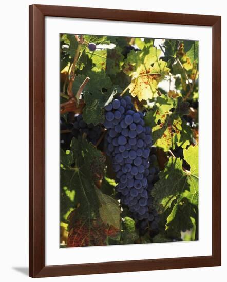 Cabernet Sauvignon Grapes in Vineyard, Wine Country, California, USA-null-Framed Photographic Print