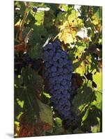 Cabernet Sauvignon Grapes in Vineyard, Wine Country, California, USA-null-Mounted Photographic Print