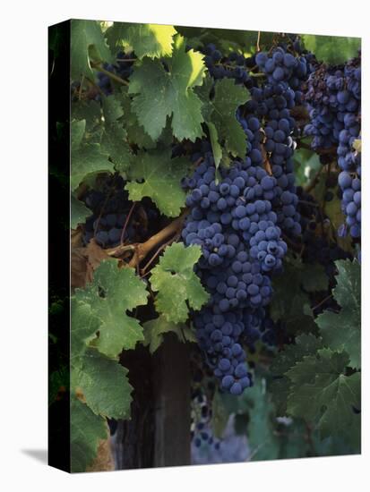 Cabernet Sauvignon Grapes in Vineyard, Wine Country, California, USA-null-Stretched Canvas