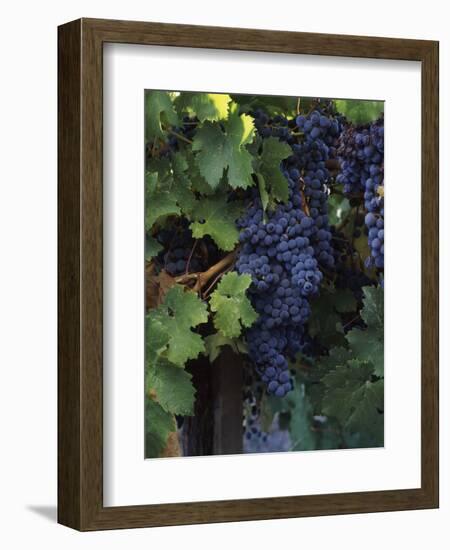 Cabernet Sauvignon Grapes in Vineyard, Wine Country, California, USA-null-Framed Photographic Print