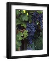 Cabernet Sauvignon Grapes in Vineyard, Wine Country, California, USA-null-Framed Photographic Print