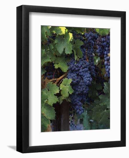 Cabernet Sauvignon Grapes in Vineyard, Wine Country, California, USA-null-Framed Photographic Print