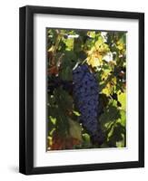 Cabernet Sauvignon Grapes in Vineyard, Wine Country, California, USA-null-Framed Premium Photographic Print