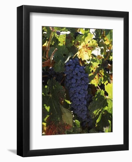 Cabernet Sauvignon Grapes in Vineyard, Wine Country, California, USA-null-Framed Premium Photographic Print