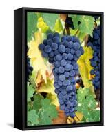 Cabernet Sauvignon Grapes, Napa Valley, California-Karen Muschenetz-Framed Stretched Canvas