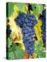 Cabernet Sauvignon Grapes, Napa Valley, California-Karen Muschenetz-Stretched Canvas