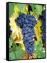 Cabernet Sauvignon Grapes, Napa Valley, California-Karen Muschenetz-Framed Stretched Canvas