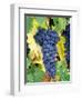 Cabernet Sauvignon Grapes, Napa Valley, California-Karen Muschenetz-Framed Photographic Print