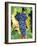 Cabernet Sauvignon Grapes, Napa Valley, California-Karen Muschenetz-Framed Photographic Print