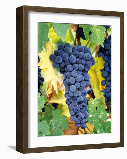 Cabernet Sauvignon Grapes, Napa Valley, California-Karen Muschenetz-Framed Photographic Print