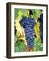 Cabernet Sauvignon Grapes, Napa Valley, California-Karen Muschenetz-Framed Photographic Print