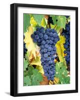 Cabernet Sauvignon Grapes, Napa Valley, California-Karen Muschenetz-Framed Photographic Print