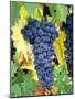 Cabernet Sauvignon Grapes, Napa Valley, California-Karen Muschenetz-Mounted Photographic Print