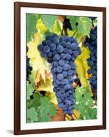 Cabernet Sauvignon Grapes, Napa Valley, California-Karen Muschenetz-Framed Photographic Print