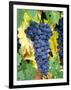 Cabernet Sauvignon Grapes, Napa Valley, California-Karen Muschenetz-Framed Photographic Print