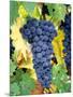 Cabernet Sauvignon Grapes, Napa Valley, California-Karen Muschenetz-Mounted Photographic Print