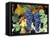 Cabernet Sauvignon Grapes, Napa Valley, California-Karen Muschenetz-Framed Stretched Canvas