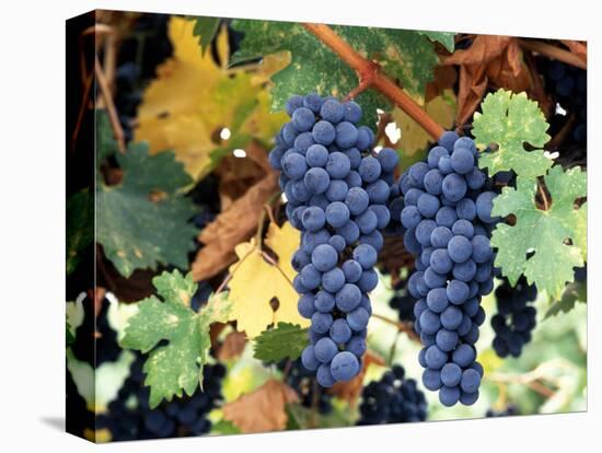 Cabernet Sauvignon Grapes, Napa Valley, California-Karen Muschenetz-Stretched Canvas