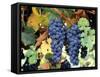 Cabernet Sauvignon Grapes, Napa Valley, California-Karen Muschenetz-Framed Stretched Canvas