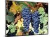 Cabernet Sauvignon Grapes, Napa Valley, California-Karen Muschenetz-Mounted Photographic Print