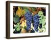 Cabernet Sauvignon Grapes, Napa Valley, California-Karen Muschenetz-Framed Photographic Print