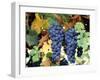 Cabernet Sauvignon Grapes, Napa Valley, California-Karen Muschenetz-Framed Photographic Print