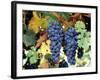 Cabernet Sauvignon Grapes, Napa Valley, California-Karen Muschenetz-Framed Photographic Print