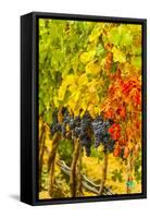 Cabernet Sauvignon Grapes Ready for Harvest, Washington, USA-Richard Duval-Framed Stretched Canvas