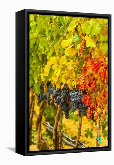 Cabernet Sauvignon Grapes Ready for Harvest, Washington, USA-Richard Duval-Framed Stretched Canvas