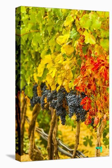 Cabernet Sauvignon Grapes Ready for Harvest, Washington, USA-Richard Duval-Stretched Canvas