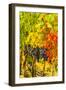 Cabernet Sauvignon Grapes Ready for Harvest, Washington, USA-Richard Duval-Framed Photographic Print