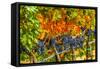 Cabernet Sauvignon Grapes Ready for Harvest, Washington, USA-Richard Duval-Framed Stretched Canvas