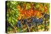 Cabernet Sauvignon Grapes Ready for Harvest, Washington, USA-Richard Duval-Stretched Canvas