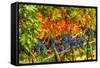 Cabernet Sauvignon Grapes Ready for Harvest, Washington, USA-Richard Duval-Framed Stretched Canvas