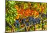 Cabernet Sauvignon Grapes Ready for Harvest, Washington, USA-Richard Duval-Mounted Photographic Print