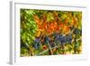 Cabernet Sauvignon Grapes Ready for Harvest, Washington, USA-Richard Duval-Framed Photographic Print