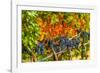 Cabernet Sauvignon Grapes Ready for Harvest, Washington, USA-Richard Duval-Framed Photographic Print