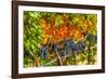 Cabernet Sauvignon Grapes Ready for Harvest, Washington, USA-Richard Duval-Framed Photographic Print