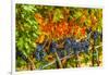 Cabernet Sauvignon Grapes Ready for Harvest, Washington, USA-Richard Duval-Framed Photographic Print