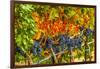 Cabernet Sauvignon Grapes Ready for Harvest, Washington, USA-Richard Duval-Framed Photographic Print